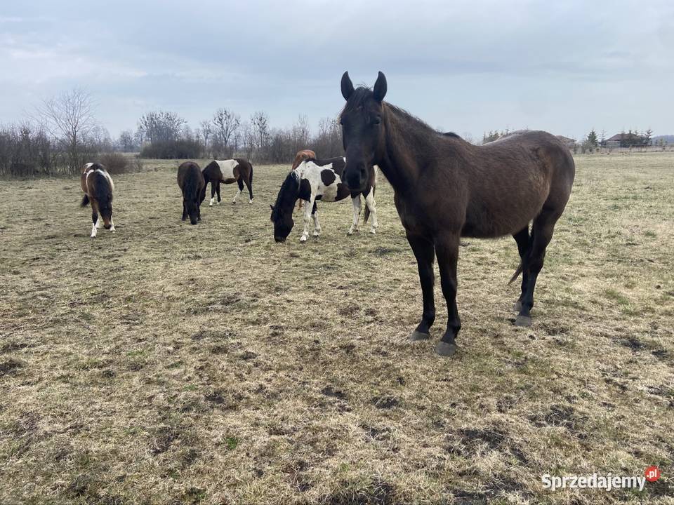 Wałach Iwar APH APALLOUS Zamość sprzedam
