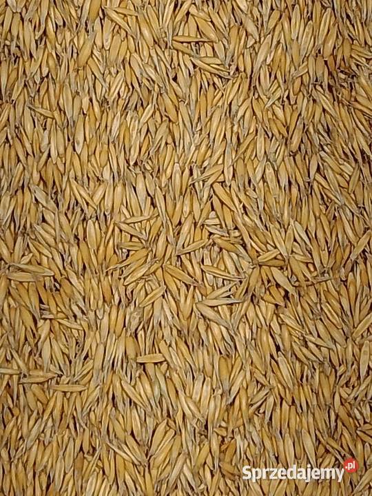 Owies oczyszczony Huszlew