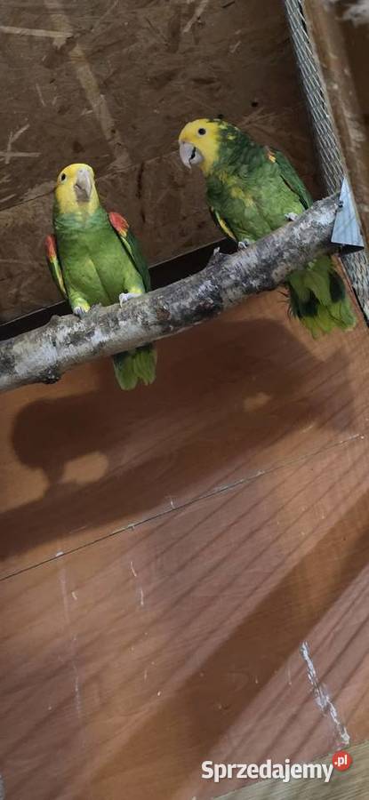 Sprzedam Amazonki Oratriksy Ptaki małopolskie Zakopane