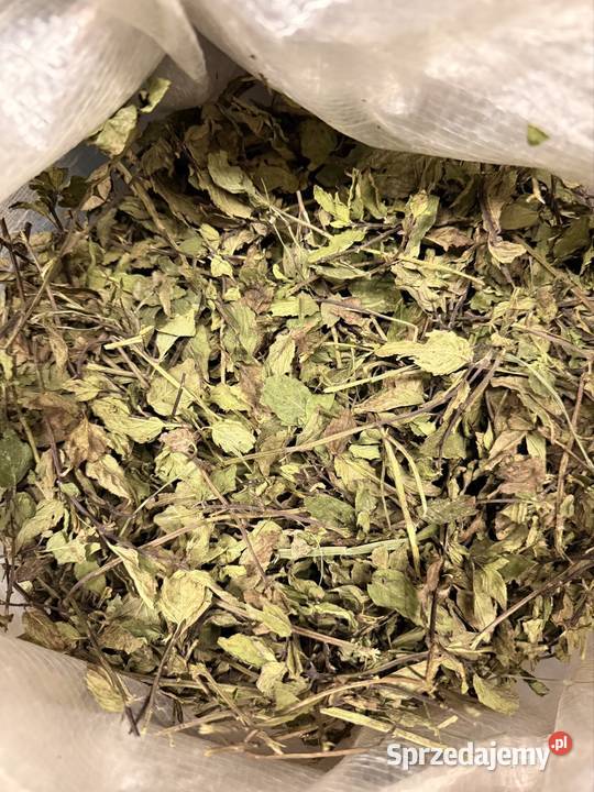 Mięta pieprzowa ziele całe młode
