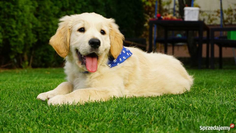 Golden Retriever rodowodowe ZKwP FCI goldeny Łężki-Parcel