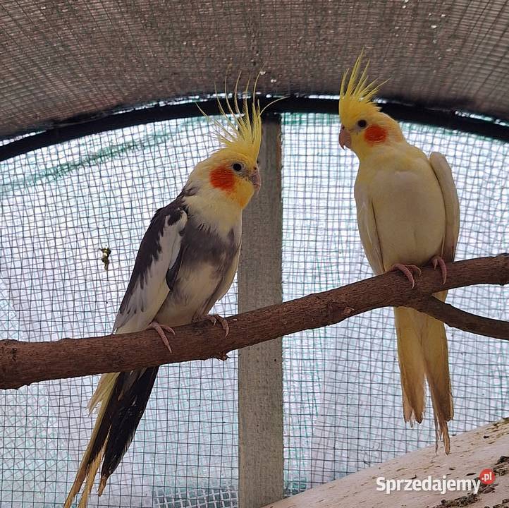 Papugi faliste rasowe i Nimfy Wystawowe Otyń