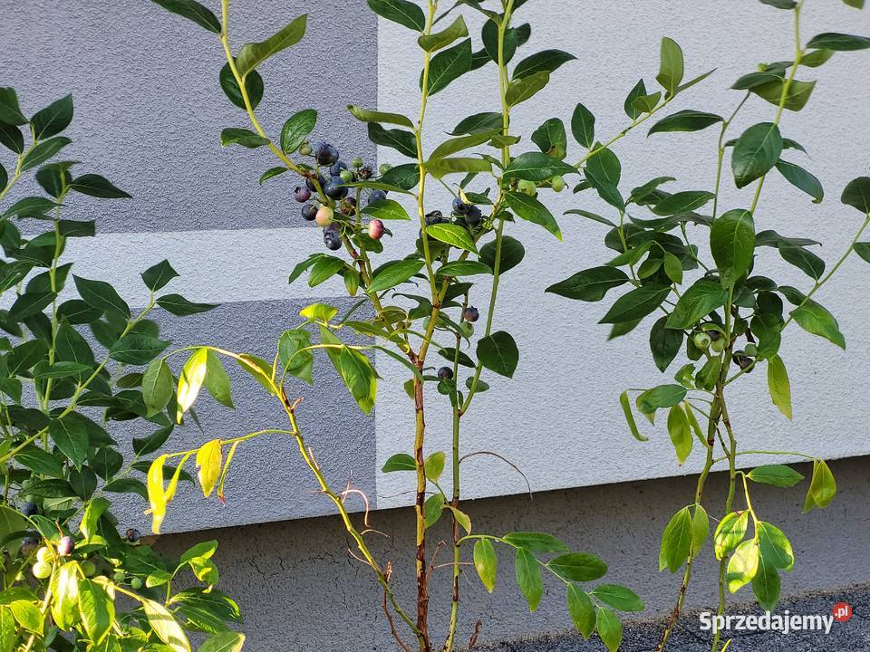 Wielkie krzewy borówki amerykańskiej 8090 Żłobizna