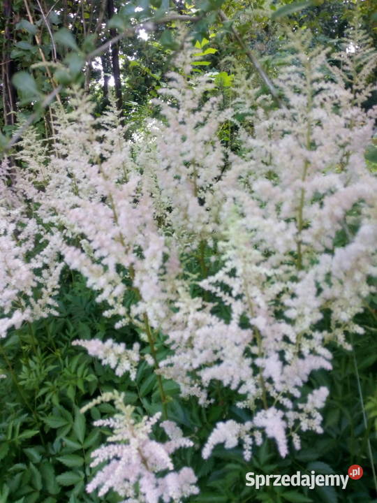 Byliny do kolekcji tawułka jasny róż Nowy Sącz