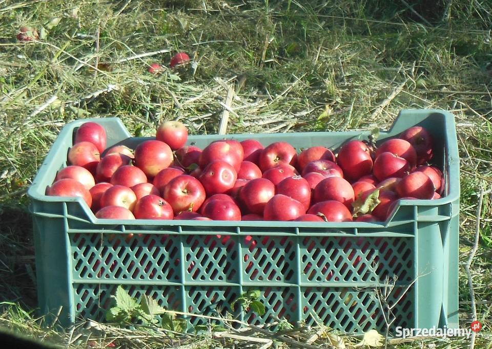 Jabłka naturalne niepryskane bez chemii Jarzębowo