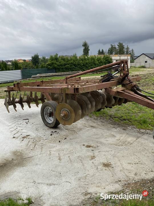 Talerzówka ruska 3 m pomorskie Różyny