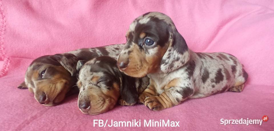 Jamniki krótkowłose króliczeminiaturowe FCI małopolskie