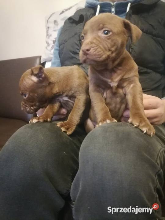 Sprzedam szczeniaczki pit Bull