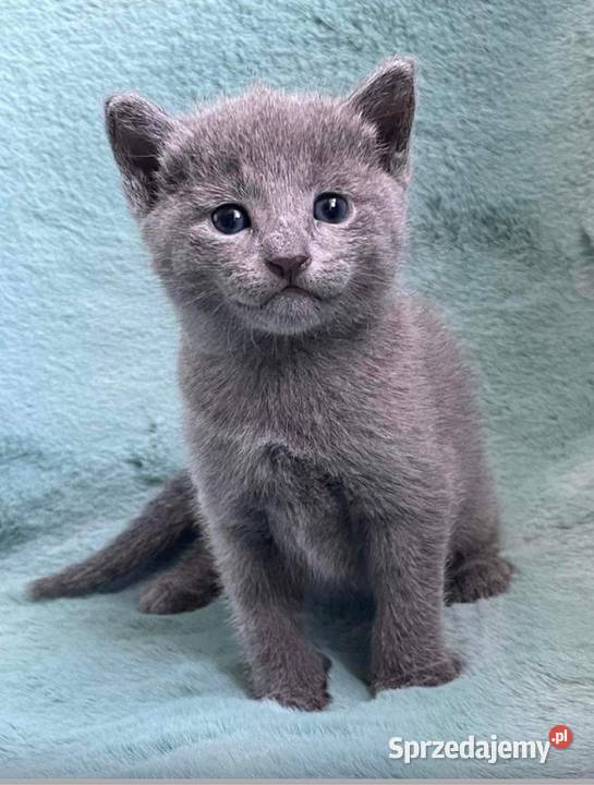 Kotki rosyjskie niebieskie z rodowodem