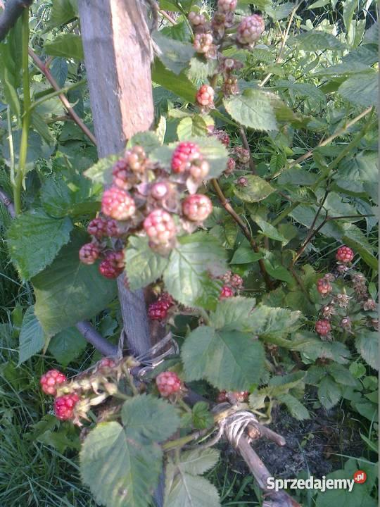 działkę rekreacyjną w Gliwicach siatka Gliwice