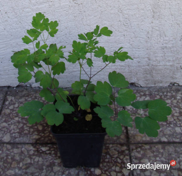 RUTEWKA MNIEJSZA Adiantifolium sadzonki w Ustronie sprzedam