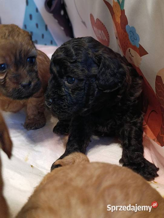 Cavapoo szczenięta Krapkowice