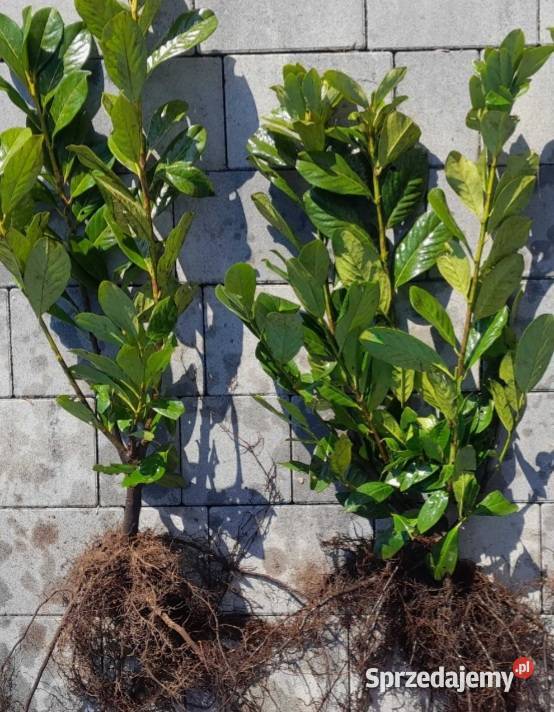 Sadzonki na żywopłot Bukszpan Cis Laurowiśnia Liściaste Kielce