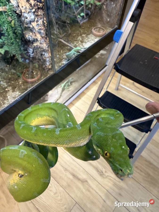 Morelia viridis pyton zielony Częstochowa