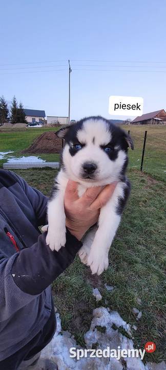 Rasa Husky Siberian Męcina sprzedam
