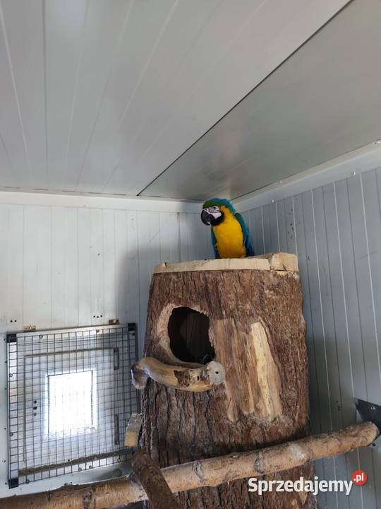 Ary ararauny para lęgowa śląskie Pszczyna