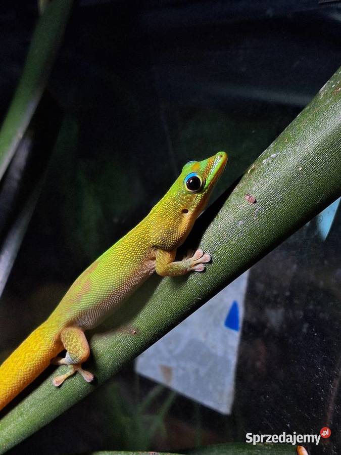 Phelsuma laticauda jaszczurka gekon terrarium Pszczyna