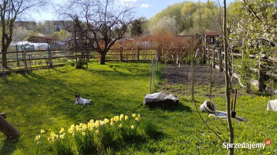 Działka ROD Kalina Zawilcowa Lublin Sprzedaż