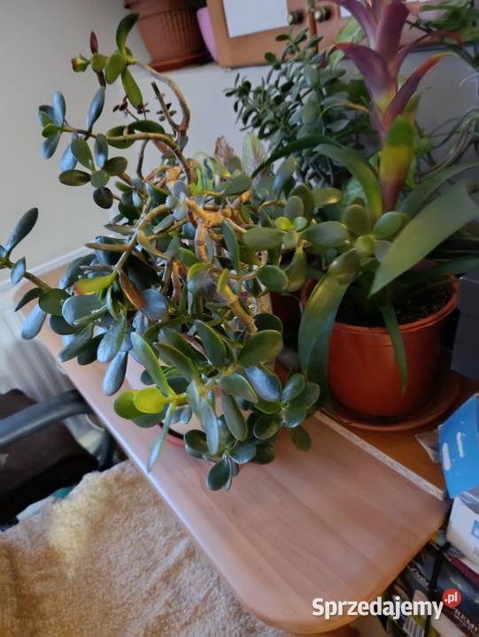 drzewko szczęścia pieniężne grubosz jajowaty Poznań sprzedam