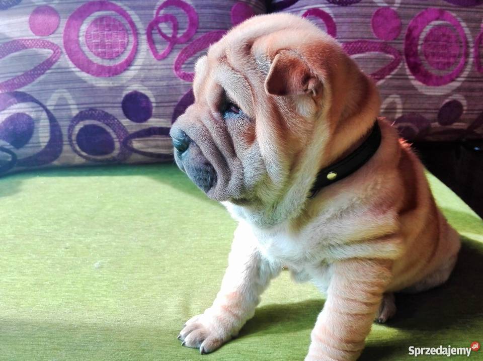 Szczeniak piękna suczka Shar Pei Kraków