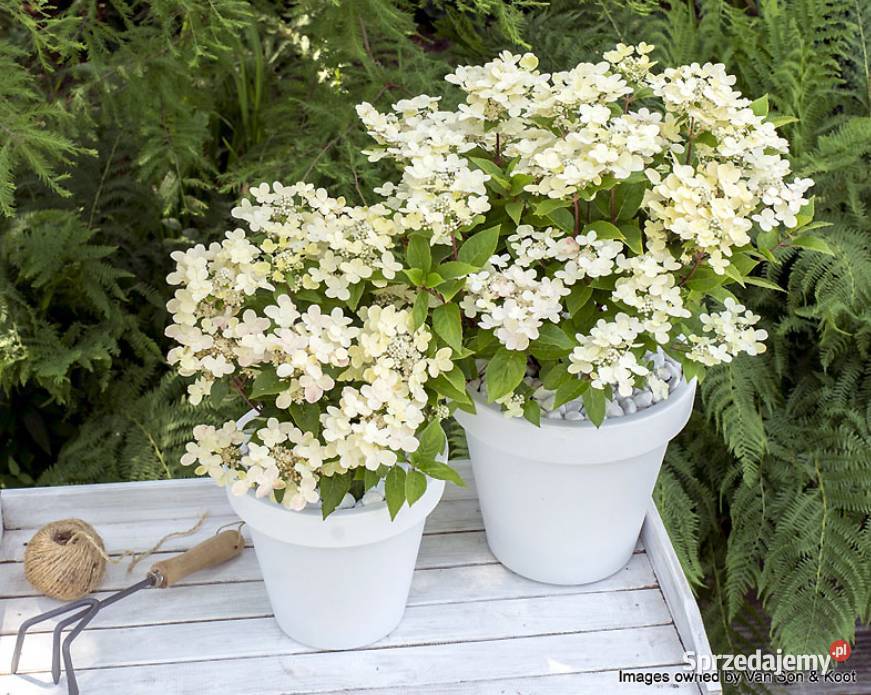 Hortensja bukietowa piękne kwiaty latem Knurów