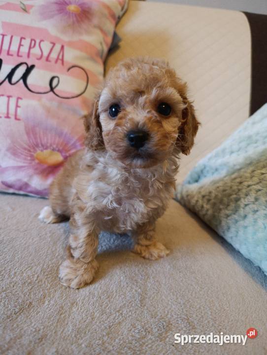 Maltipoo szczeniaki Krapkowice