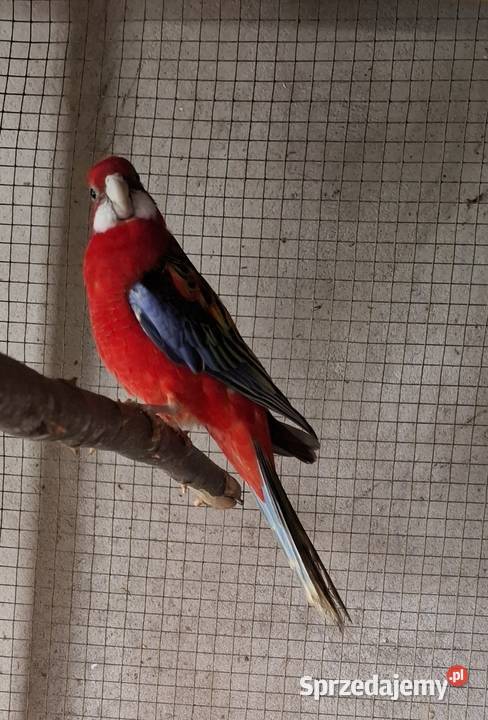 Rozella Białolica 2025 Częstochowa