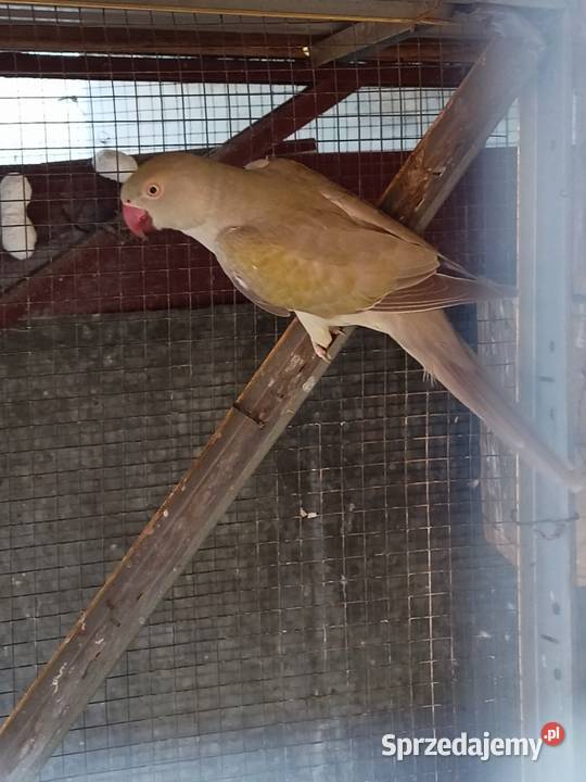 Aleksandretta Obrożna Ślask sprzedam