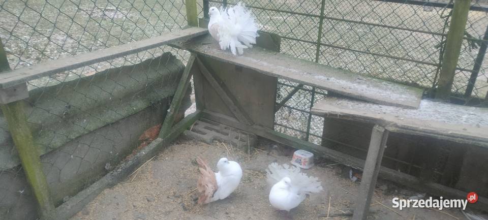 Pawiki samce Tokarówka sprzedam