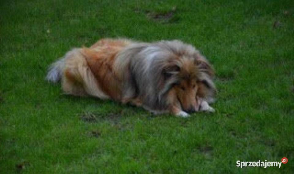 Pies Owczarek Szkocki Collie Koźmin Wielkopolski