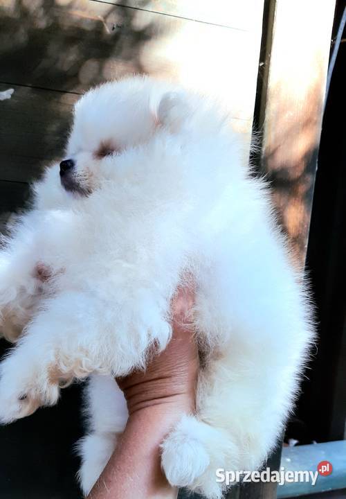 Szpic miniaturowy pomeranian bialy miś Pabianice sprzedam