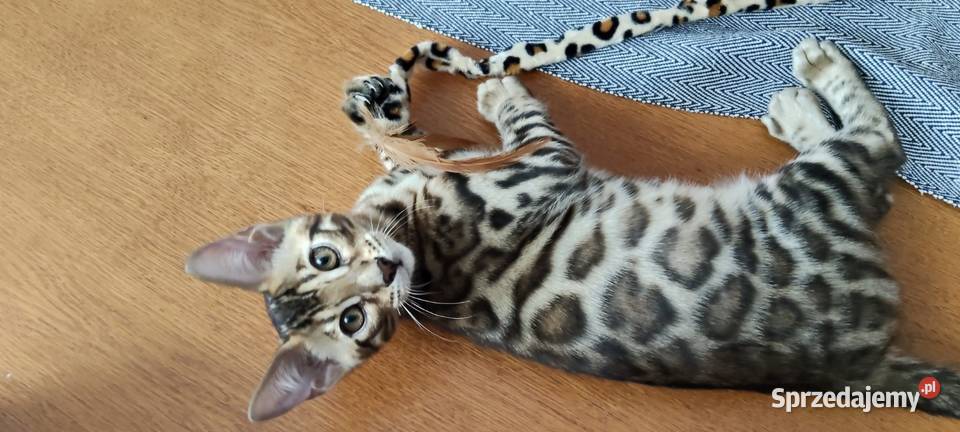 Kocurek Bengalski Biechówko