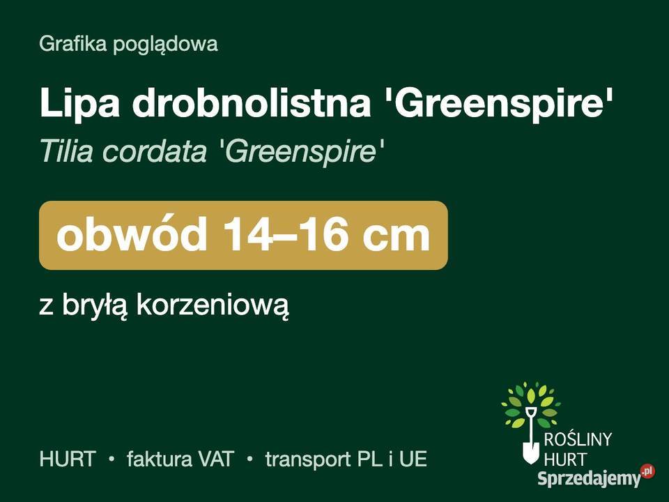 Lipa drobnolistna Greenspire obwód 1416 z bryłą Liściaste