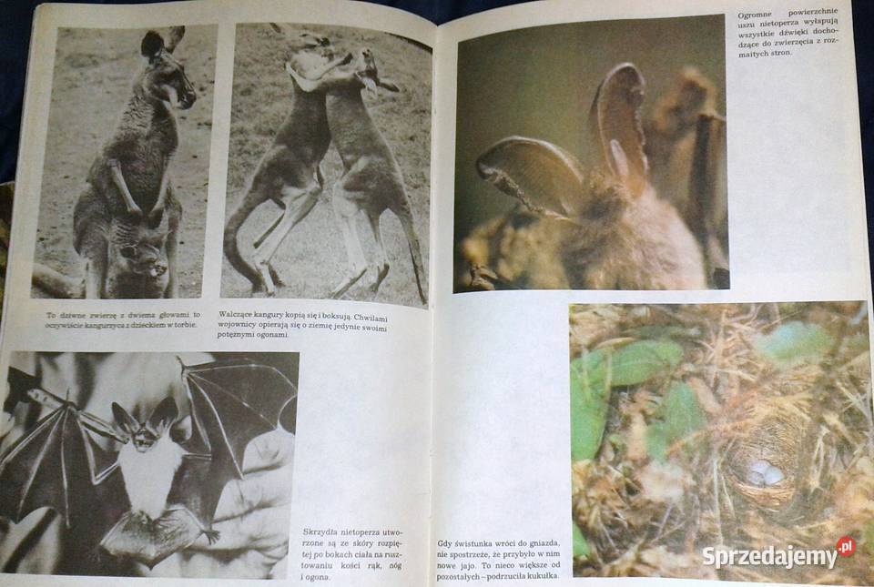 I kudłate i łaciate Maria Sołtyńska Pozostałe