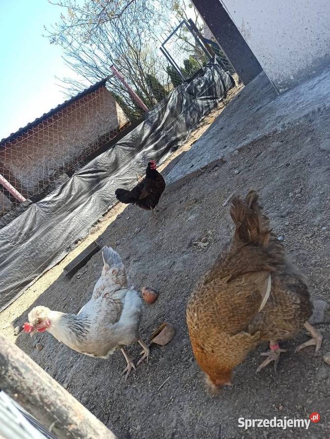 Jaja lęgowe czubatka staropolska Drób i ptactwo Krupe