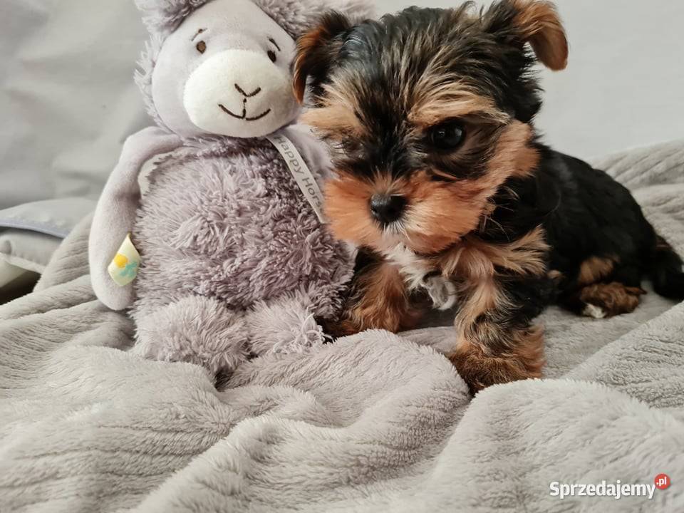 Mini Dziewczyna Yorkshire Terrier z Chipem Częstochowa