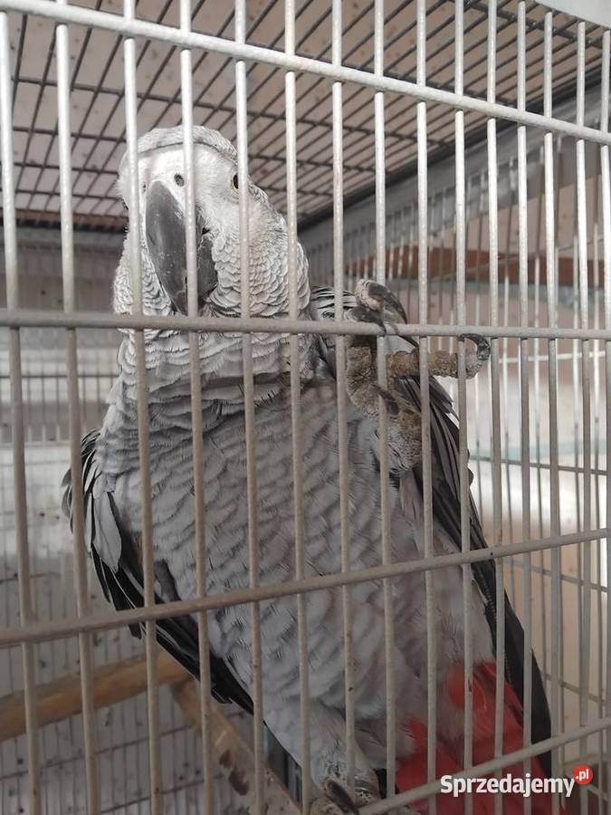 Para Żako Ptaki świętokrzyskie