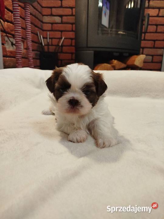 Sunia Shih Tzu rodowód sprzedam
