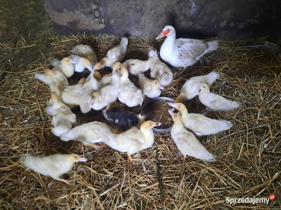 Kaczki PEKIN 10 tygodniowe