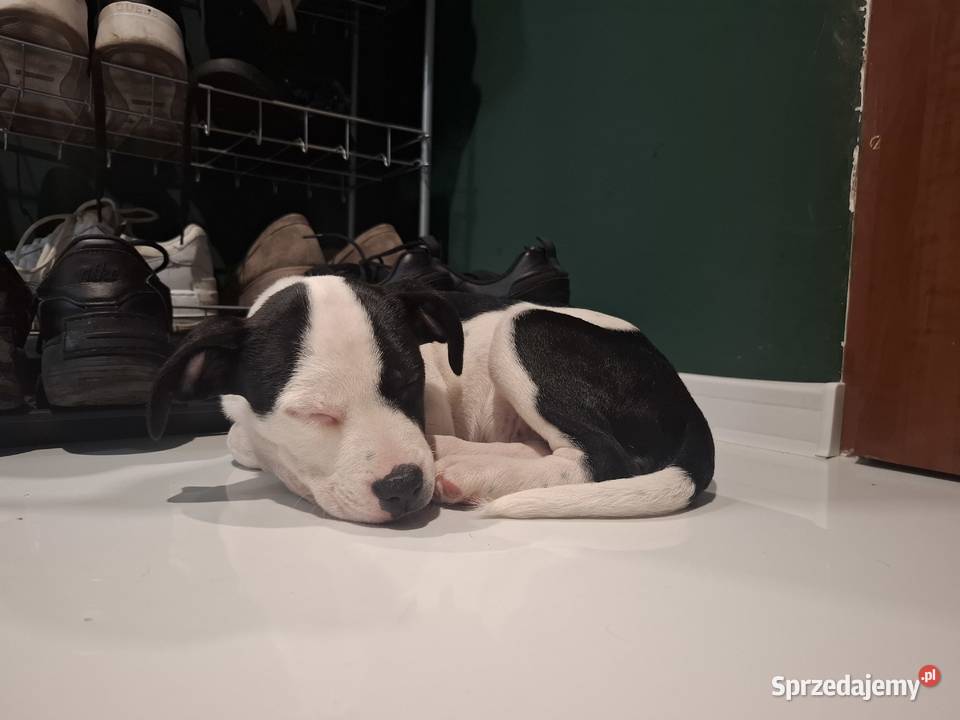 Szczeniaki amstaff Kędzierzyn-Koźle sprzedam