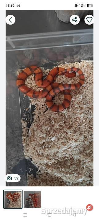 Wąż mleczny lancetogłów z terrarium sprzedam