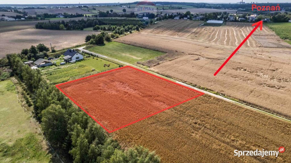 Kicin kPoznania3007 mKapitał rosnący w ciszy polna Sprzedaż