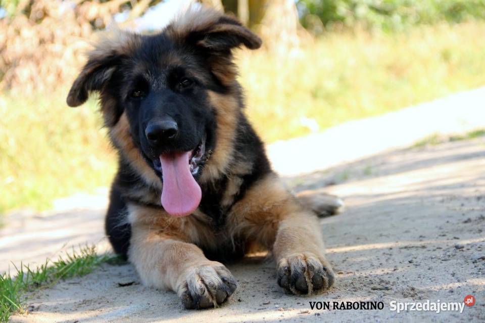 Owczarki Niemieckie Długowłose sprzedam