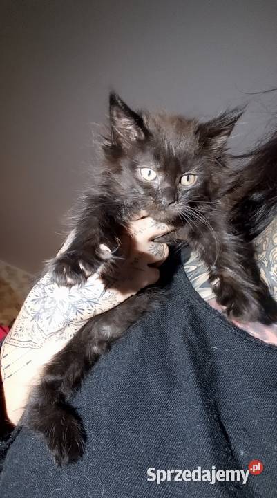 Kocięta Maine coon Koty Częstochowa sprzedam