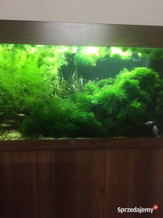 Mech Java moss