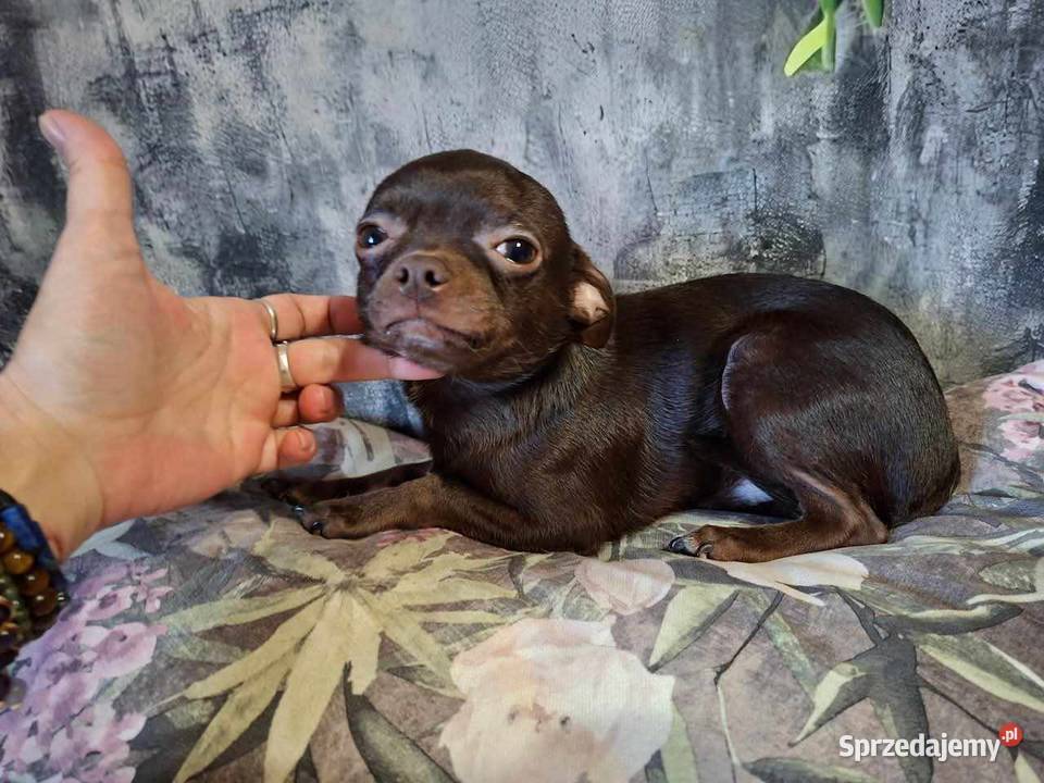 Cudny piesek Chihuahua gorzka czekolada Rodowód świętokrzyskie Starachowice sprzedam
