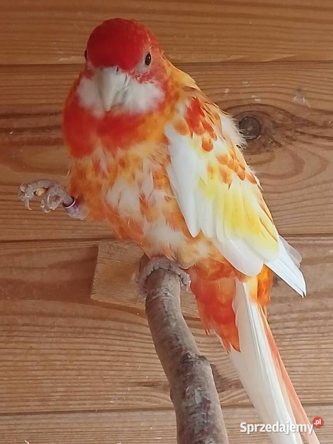 Woliera z papugami okazja rozelle Goździk sprzedam