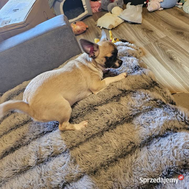 Chihuahua Exclusiv Piękny Mądry Jedyny taki Chihuahua Kołobrzeg