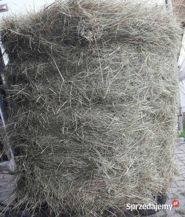 Siano w balotach 120x120 200 sztuk tir Skawina