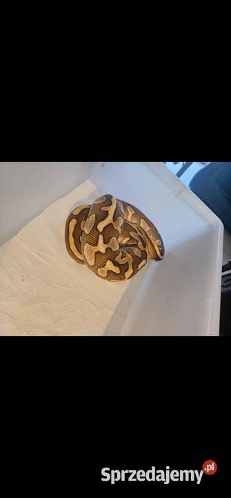 Hodowla wezy pyton królewski 4 Szczecin